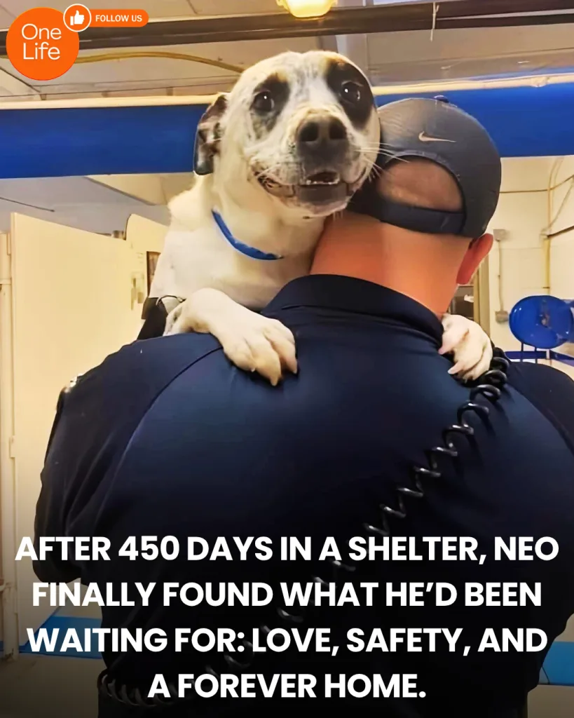 After 450 Days in a Shelter, That’s how long Neo waited.